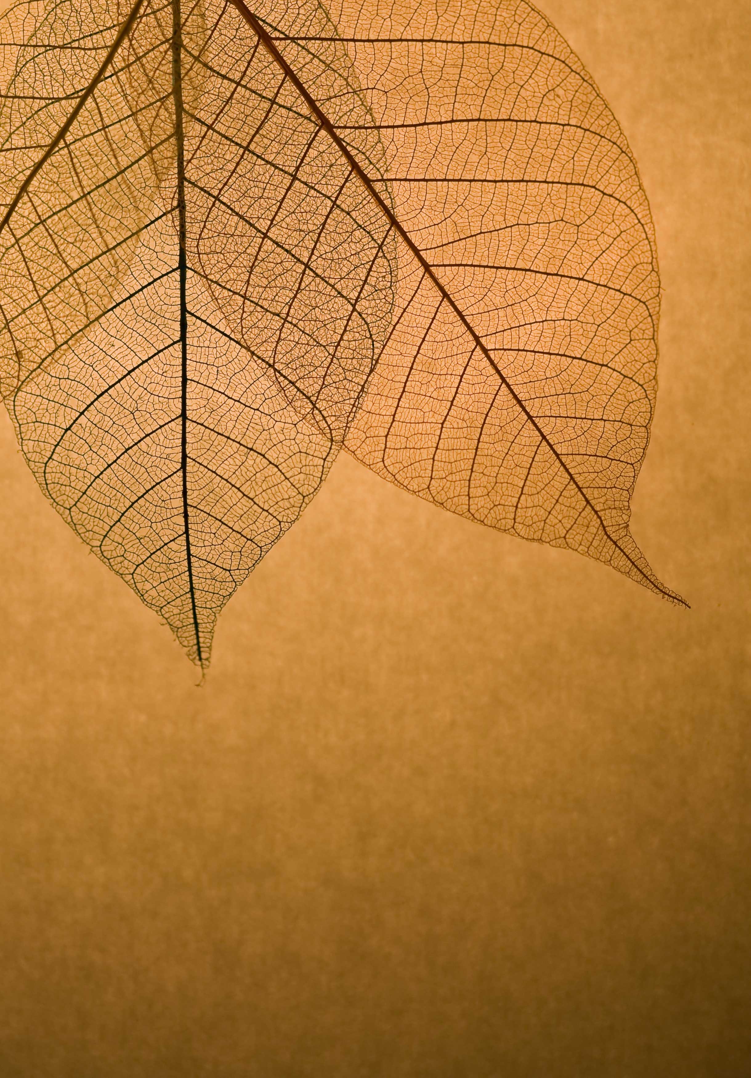 leaf